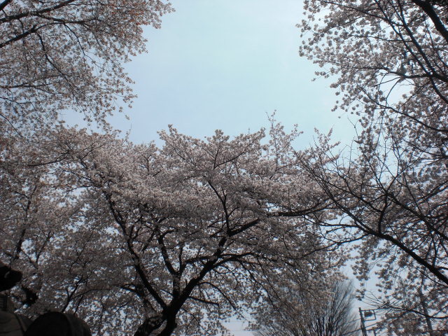 桜８.JPG
